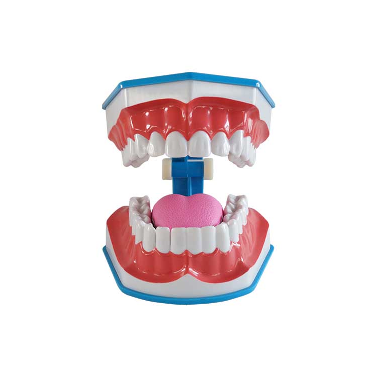  A0002 Teeth Brushing Model With Tongue